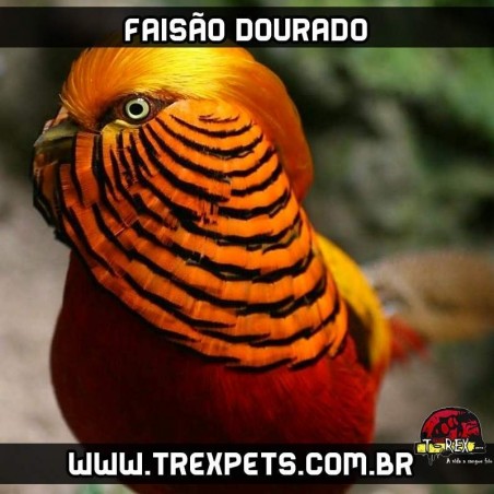 reprodução de faisão dourado