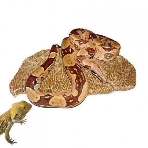 pedra aquecida répteis